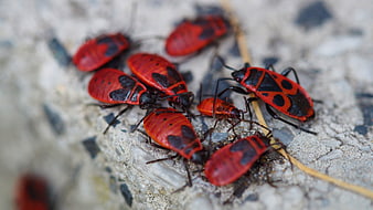 Close-up of red and black firebugs on concrete