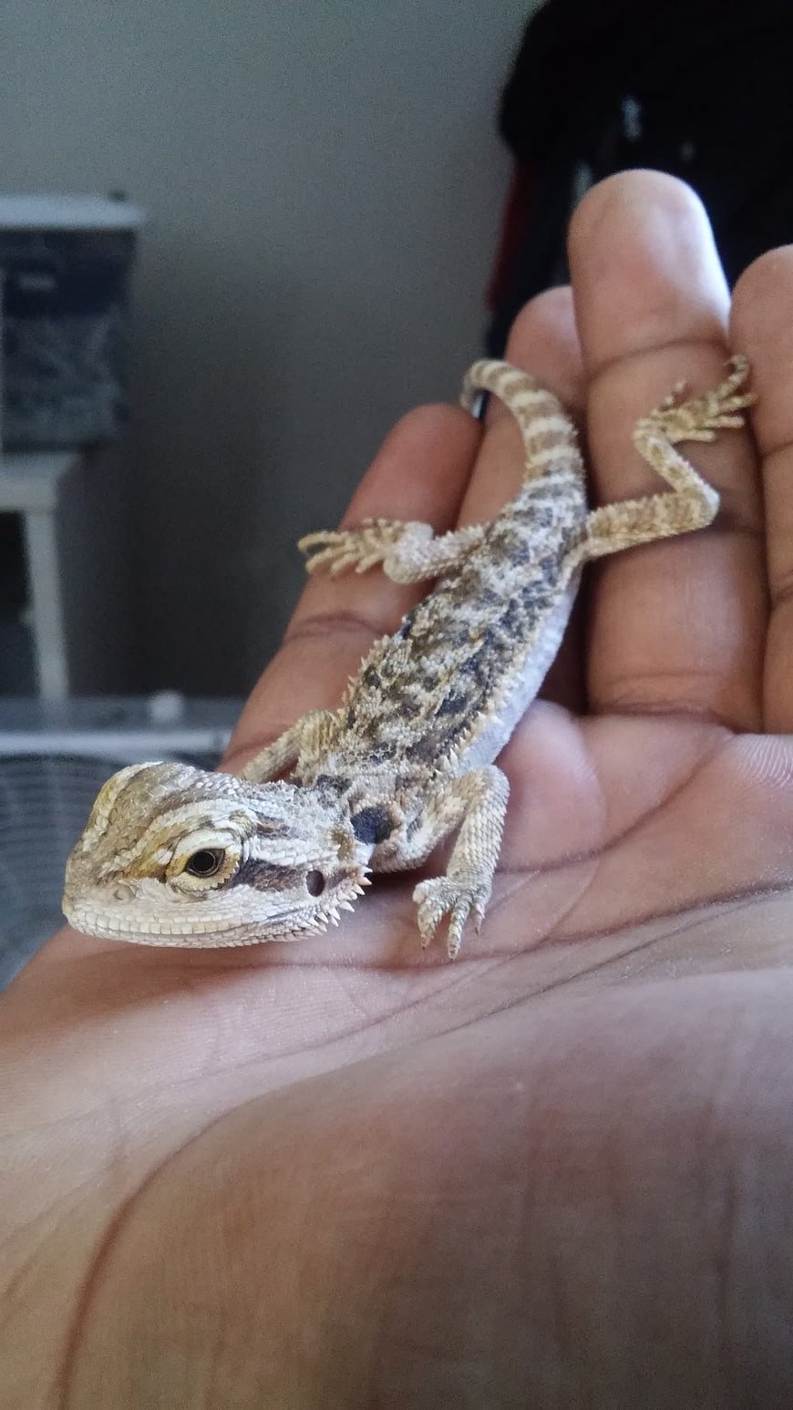 Small Bearded Dragon Lizard Resting in Human Hand