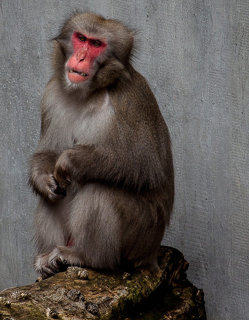Portrait of a Japanese Macaque with Red Face Sitting on Log