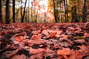 Low angle view of fallen autumn leaves on forest floor