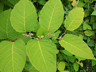 Close-up of vibrant green pokeweed leaves and stems