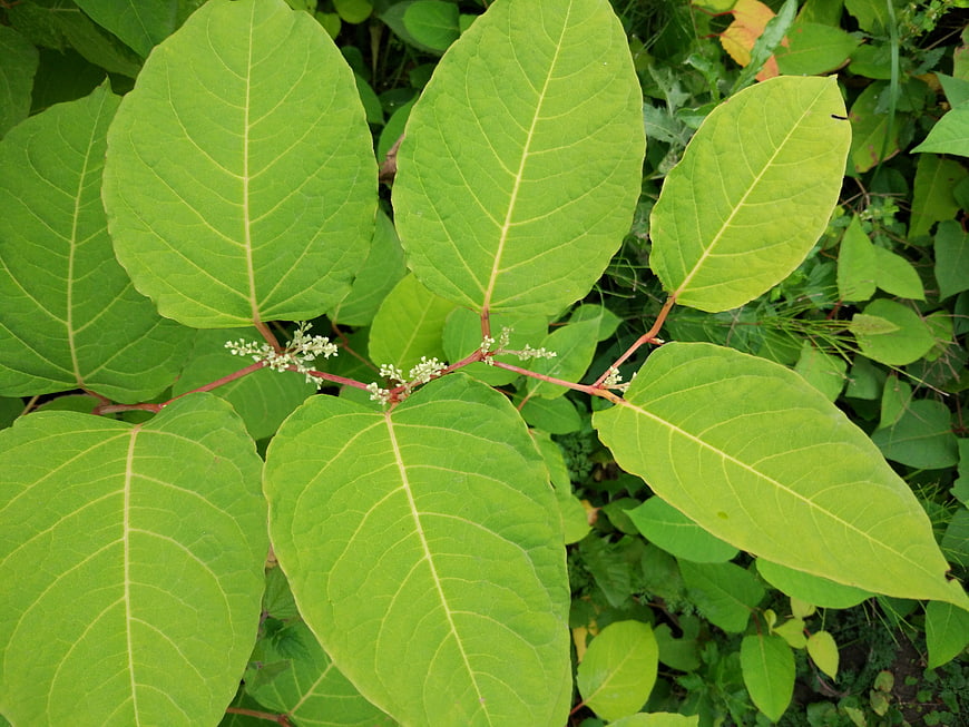 Close-up of vibrant green pokeweed leaves and stems