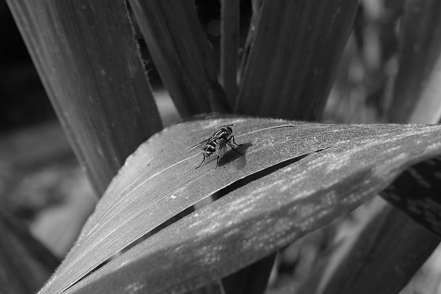 Close-up of a fly on a leaf in black and white