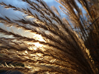 Golden Backlit Pampas Grass Against Blue Sky