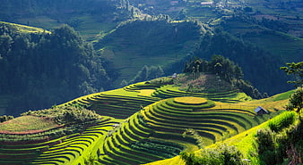 Lush Green Rice Terraces in Mu Cang Chai, Vietnam