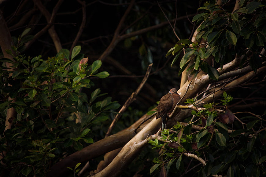 Brown Bird Perched on Tree Branch in Dark Forest