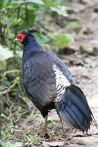 Khalij Pheasant in Natural Forest Habitat