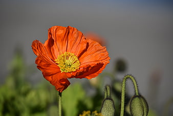 Vibrant Red Poppy Flower with Yellow Center in Bloom