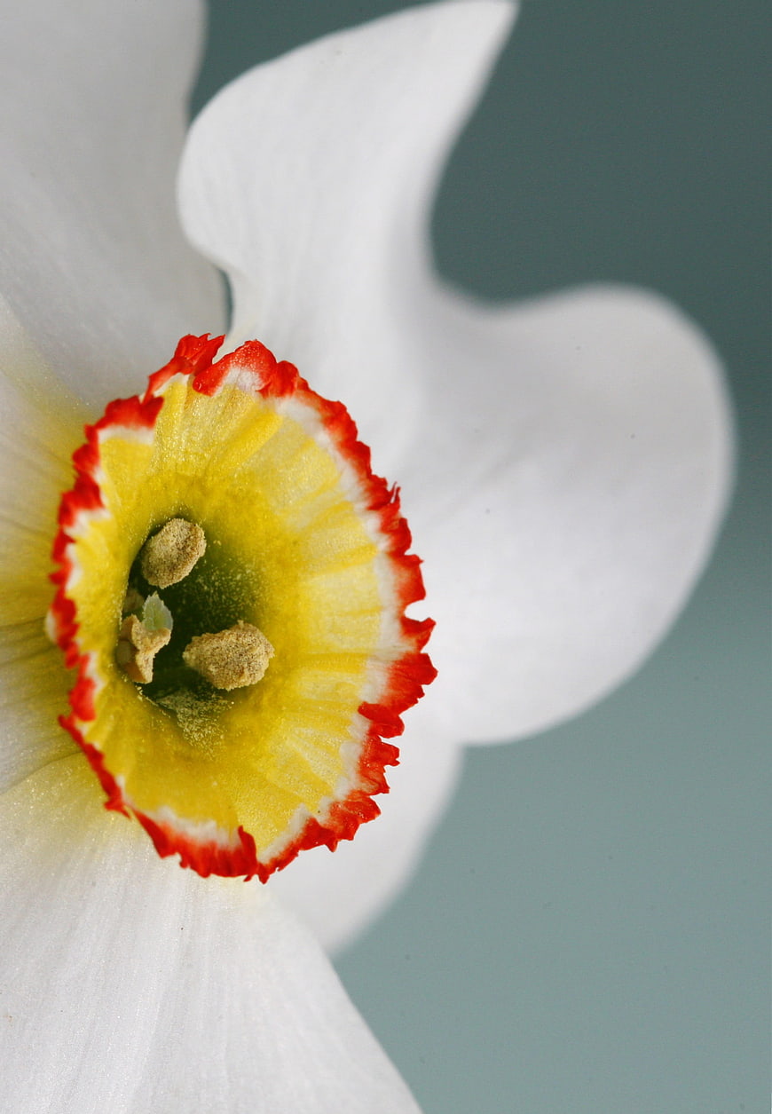 Close-up of White Daffodil with Red and Yellow Center