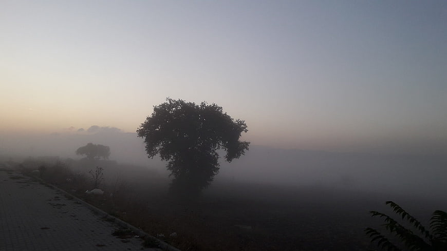 Silhouette of a tree in thick morning fog