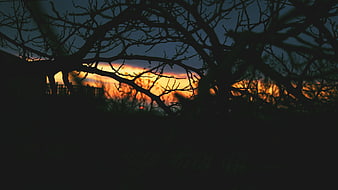 Silhouette of bare tree branches against a dramatic sunset sky