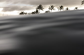 Silhouetted Palm Trees and Wind Turbines Over Smooth Water