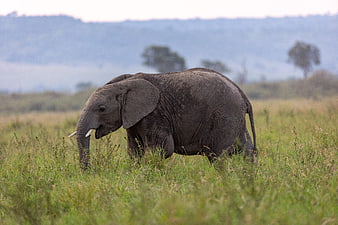Young African Elephant Walking in Grassy Savanna