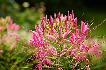 Close-up of vibrant pink spider flower with green background