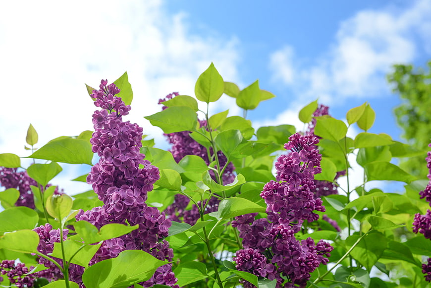 Purple Lilac Flowers Blooming Against Blue Sky