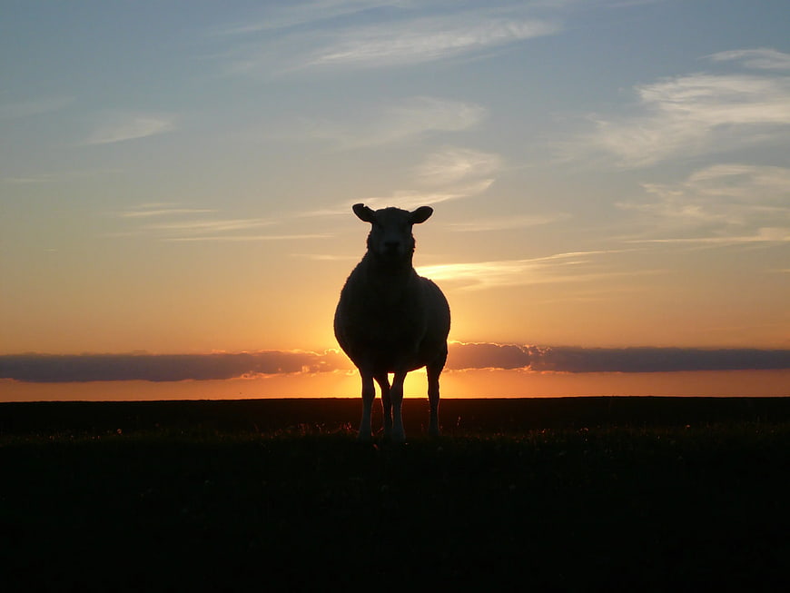 Silhouette of sheep standing in field at sunset