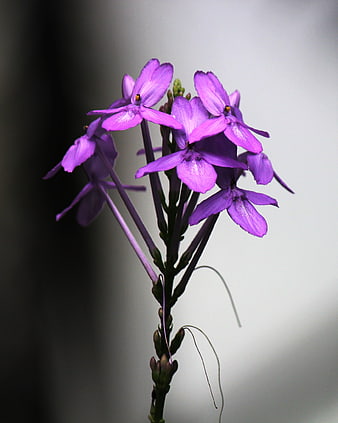 Close-up of vibrant purple flowers on a blurred background