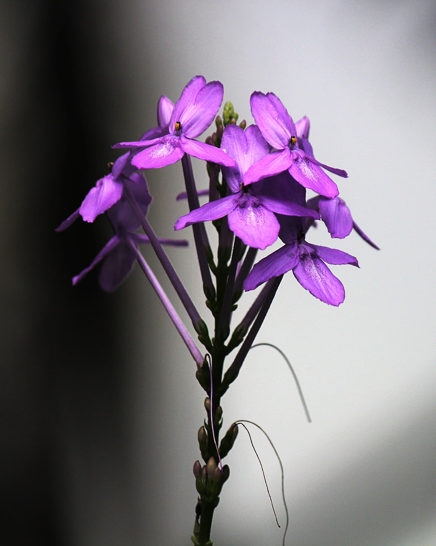 Close-up of vibrant purple flowers on a blurred background