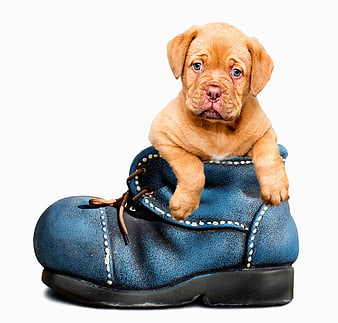 Adorable Puppy Sitting in Blue Boot on White Background