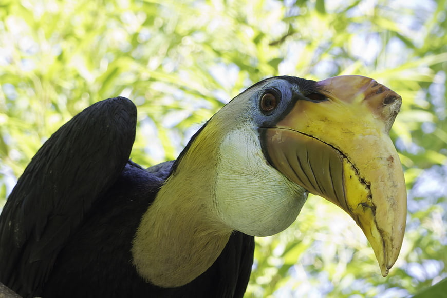 Close-up of a Great Hornbill in a Tropical Forest