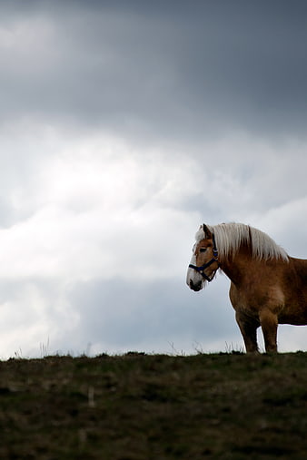 Haflinger Horse Standing on Hill Against Stormy Sky