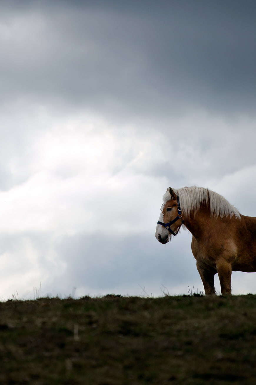 Haflinger Horse Standing on Hill Against Stormy Sky