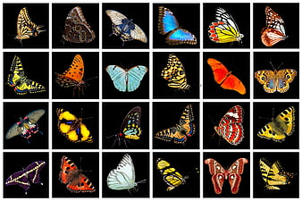 Grid of colorful butterflies isolated on black background