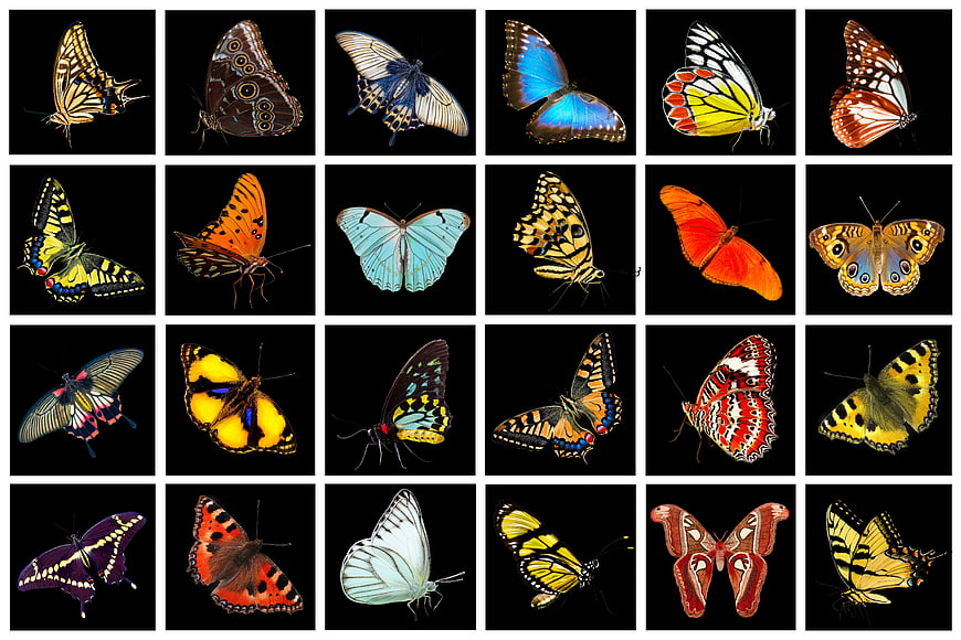 Grid of colorful butterflies isolated on black background