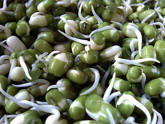 Close-up of fresh green mung bean sprouts