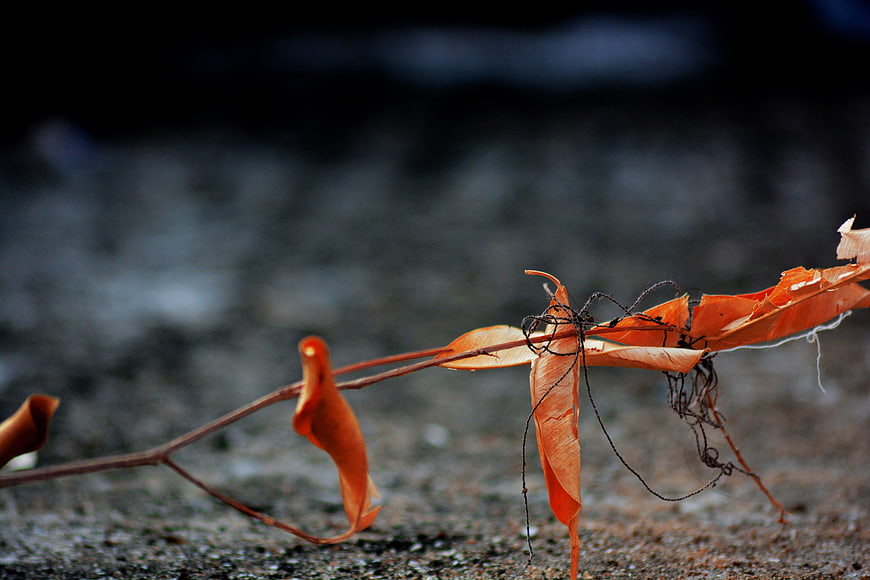 Close-up of dried orange leaves and twigs on textured ground
