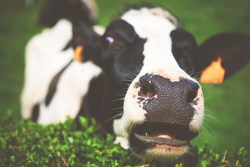 Close-up of curious black and white cow eating grass