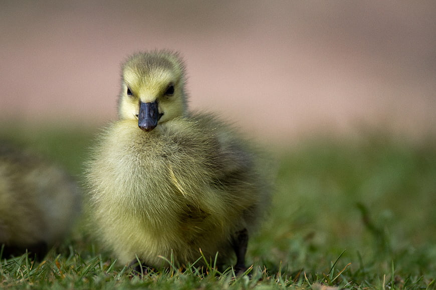 Cute Fluffy Yellow Gosling Standing on Green Grass