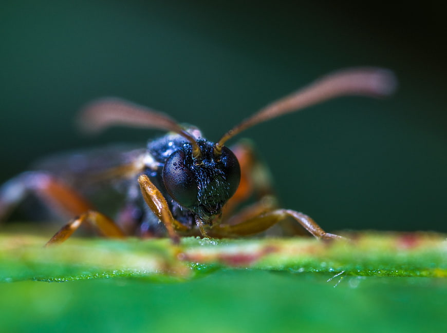 Macro Close-Up of a Wasp on a Green Leaf