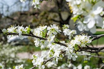 White cherry blossoms on a branch in spring sunlight