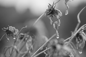 Black and white wilted flower with raindrop