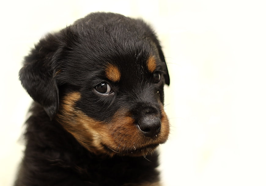Cute Rottweiler Puppy Portrait on White Background