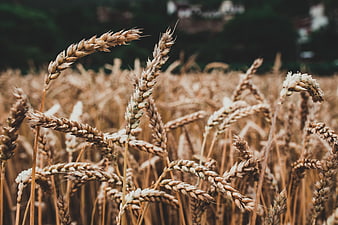 Close-up of golden wheat stalks in a field