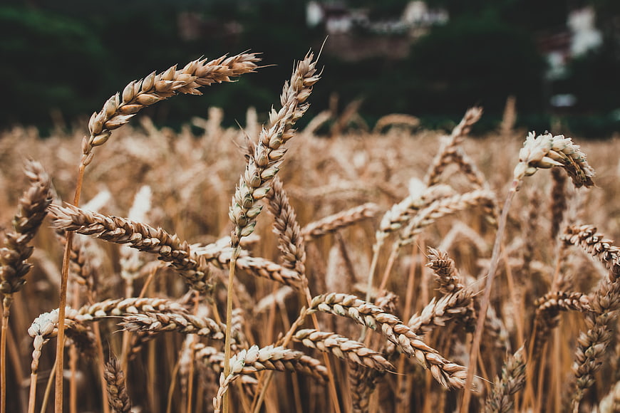 Close-up of golden wheat stalks in a field