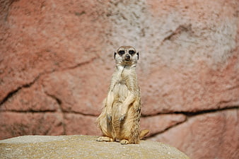 Meerkat Standing Alert on Rock in Sunlight