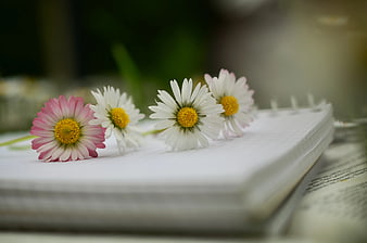 Pink and White Daisies on Open Notebook Pages