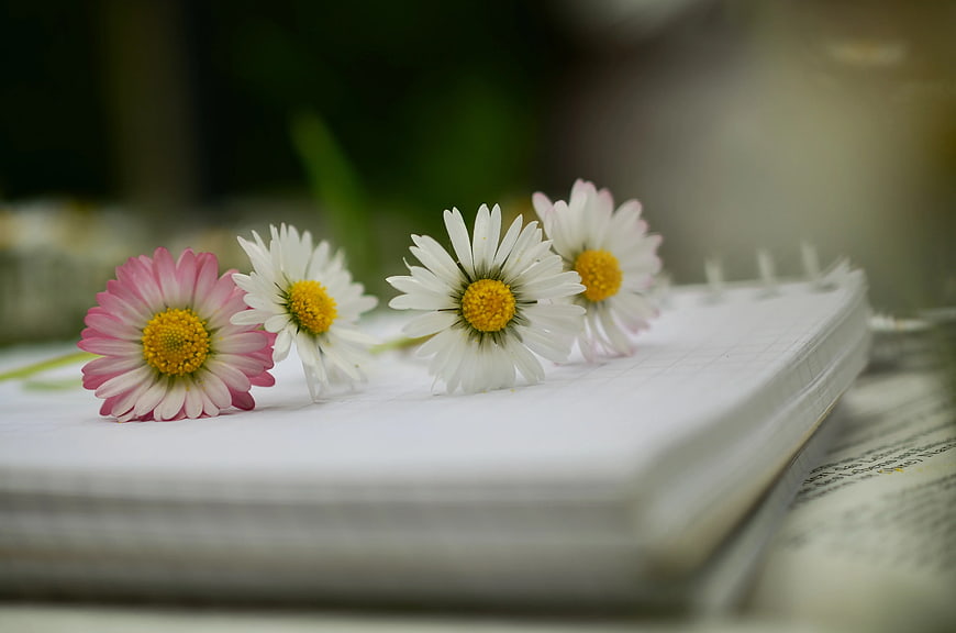 Pink and White Daisies on Open Notebook Pages