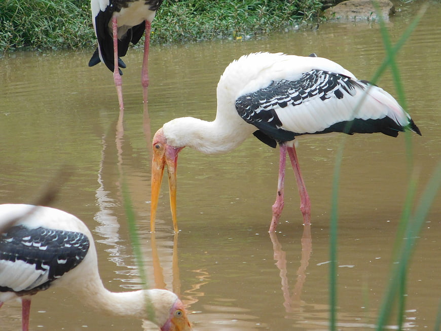 Painted Storks Foraging in Shallow Murky Water