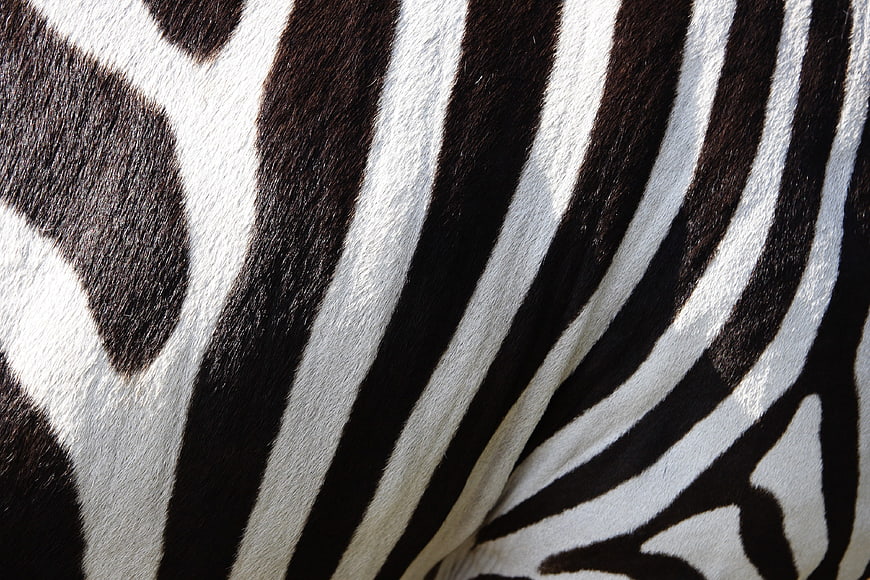 Close-up texture of zebra fur stripes pattern