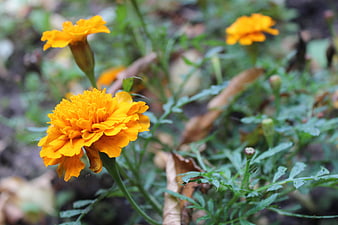 Vibrant Orange Marigold Flowers in Garden