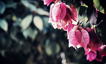 Pink Bougainvillea Flowers Close Up With Dark Green Foliage Background