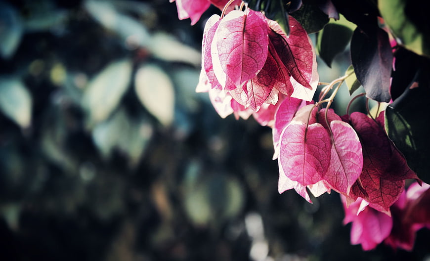 Pink Bougainvillea Flowers Close Up With Dark Green Foliage Background