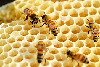 Close-up of Honey Bees Working on Golden Honeycomb Structure