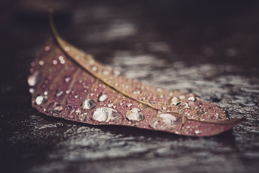 Close-up of a wet autumn leaf with water droplets on dark wood