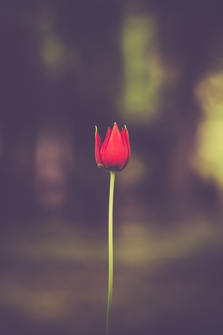 Single Red Tulip Bud on Blurred Background