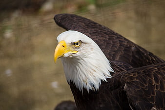 Close-up portrait of a bald eagle head and wings